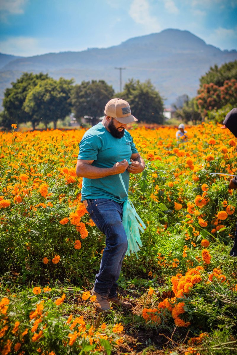 GobMichoacan's tweet photo. Los campos de #Copándaro se visten de color naranja, anunciando una de nuestras tradiciones más vivas: La Noche de Muertos.

¡Visita este municipio y apoya directamente a nuestros productores michoacanos! 🧡🕯️✨ https://t.co/U6rRGVfdqw
