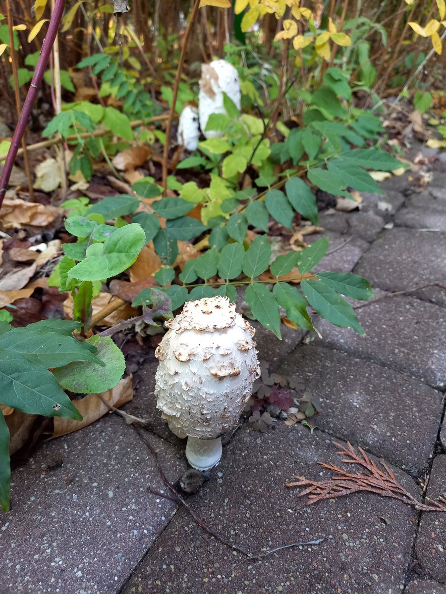 Magda <a href="/Magdale45152669/">Magda Grzybiara</a>  co to mi wyroslo?