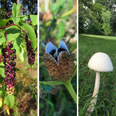 As #Fall plants begin to bloom, it’s important to know which ones pose a risk. Visit our blog for tips on protecting you and your family from poison hazards this fall- bit.ly/3ieWDRO