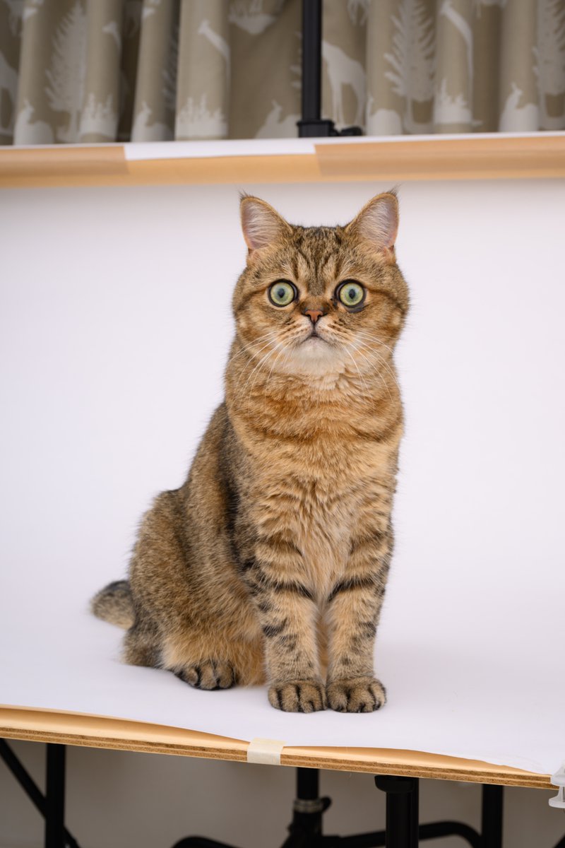 自宅作業場のミニスタジオのスタンドイン担当キャット。