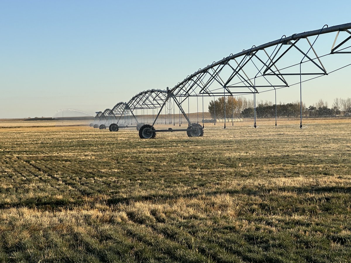 SpecialtySeeds's tweet photo. Last day for irrigation in ⁦@StMaryIrrig⁩ for the season. Getting some water and N on perennial rye grass for an early season start next spring. ⁦@FortyMileTS⁩ https://t.co/qcIBjWVp1R