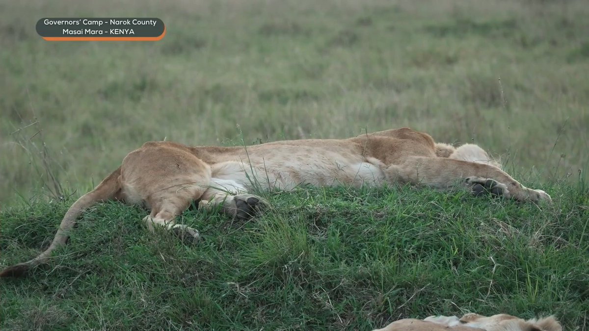 myrtleSC1's tweet image. Differentially the definition of a &apos;Flat cat &apos; 😅#wildearth