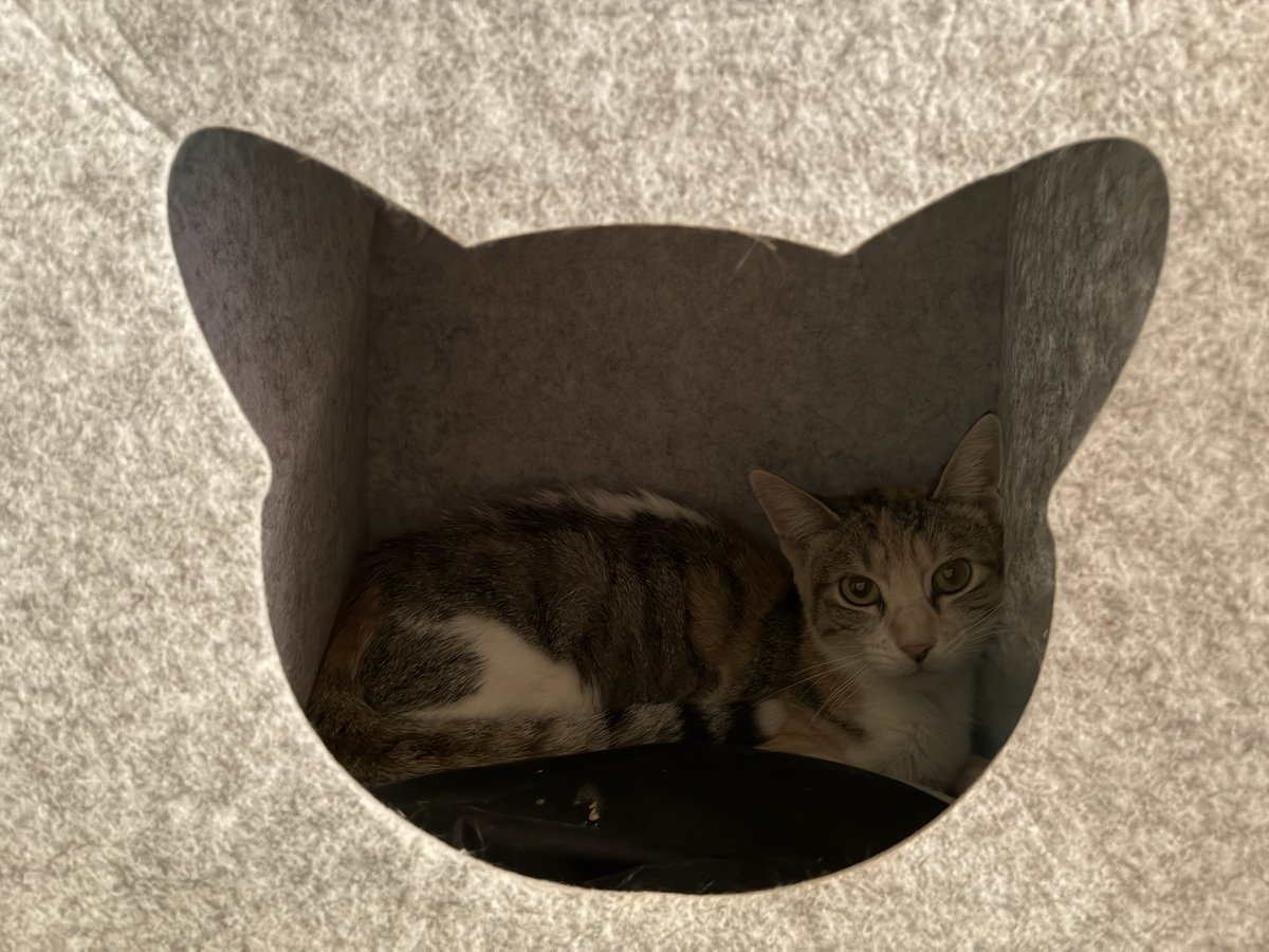 aMICHIS, os dejamos por aquí la lista de cosas que necesitamos para Barrigota, sigue delicada de su tripita y tenemos que comprarle comida gastro y nos ayudaría muchísimo si pudierais mandarnos 🙏 También gastamos un montón de empapadores… ¿Nos ayudáis?🥹 amazon.es/hz/wishlist/ls…