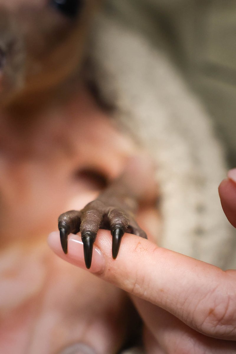 The Australia Zoo Wildlife Hospital is experiencing its busiest period on record, with over 200 more patients each month compared to this time last year. 💔

As Trauma Season continues, our team is working tirelessly around the clock to care for an overwhelming number of injured,