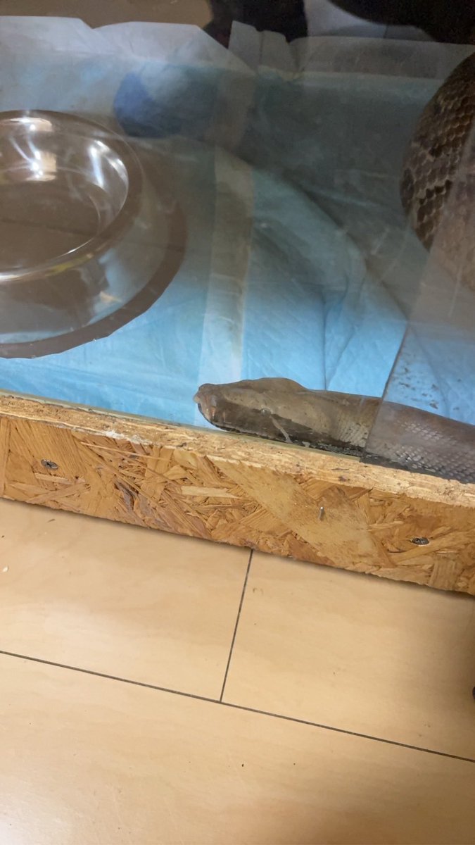 交尾から1ヶ月経過したブラッド🐍