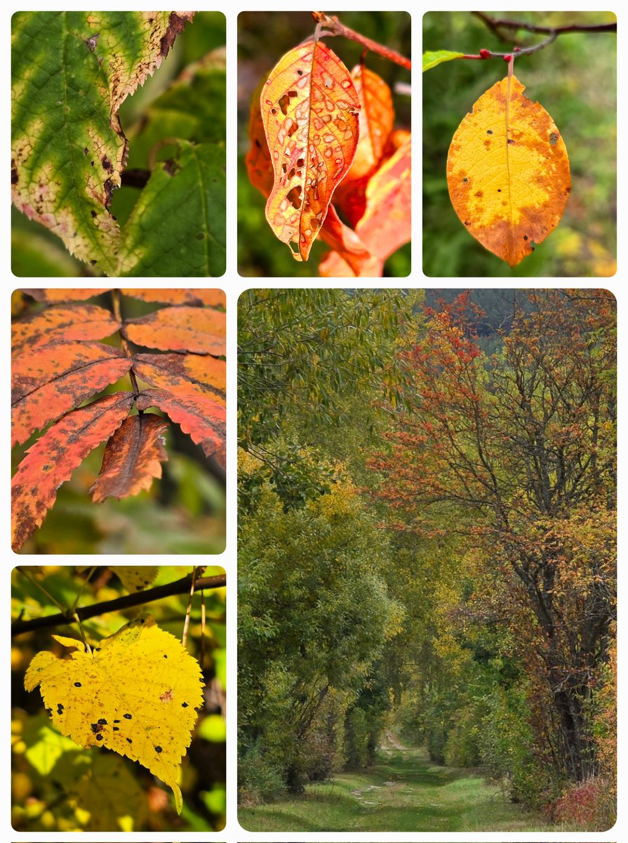 Blätterrauschen im Herbstwald