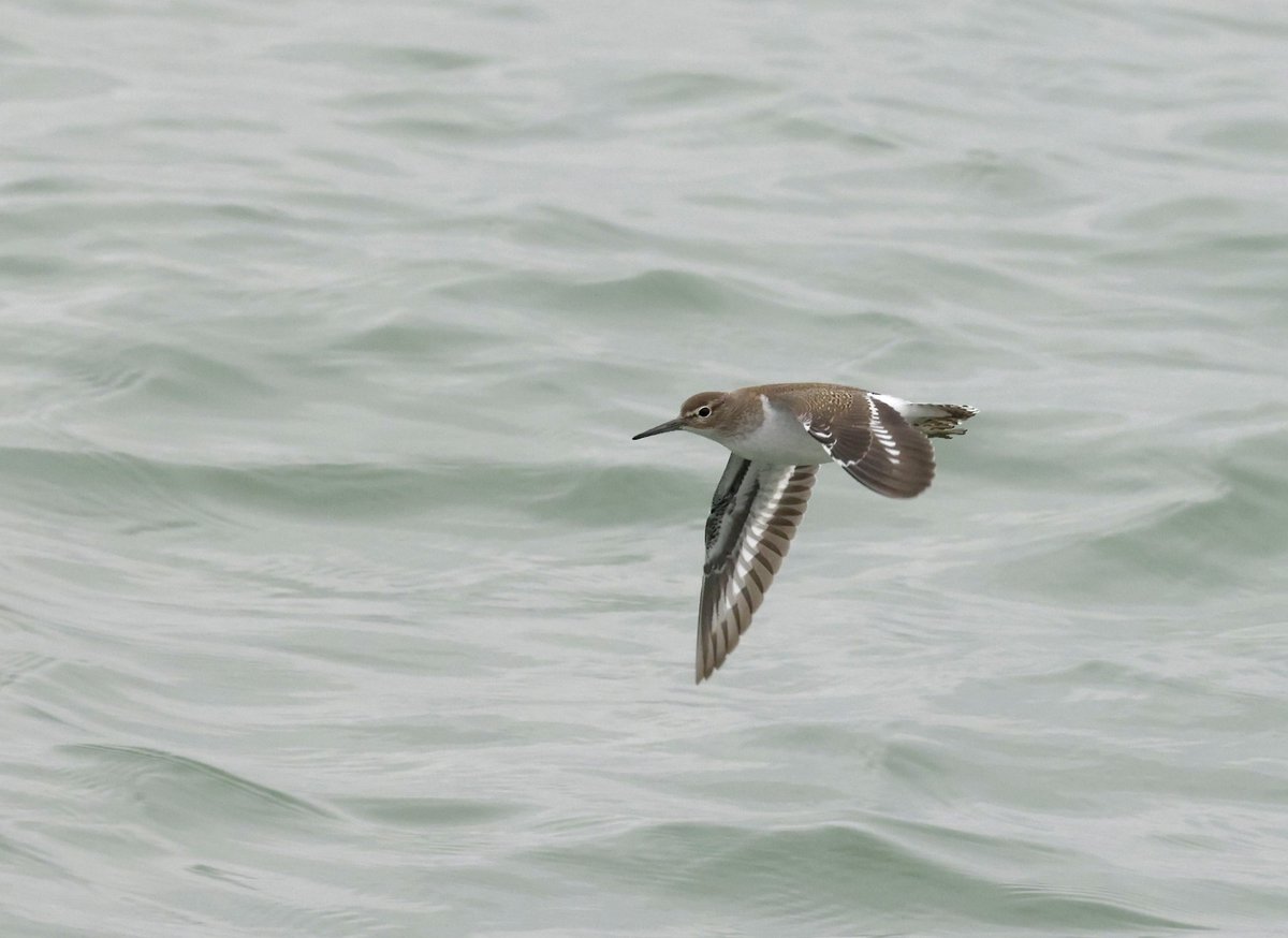 Probably my last birding action from Holland haven till I head of to Namibia with Steve bacon bring it on