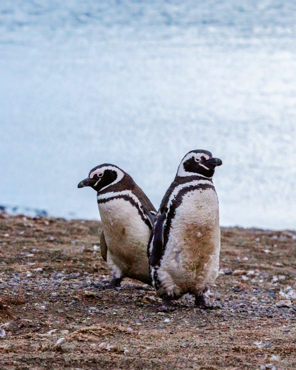 AustralisEXP's tweet image. 🕊️✨ Today we celebrate World Migratory Bird Day, tireless travelers who cross continents following the rhythms of nature.
In Tierra del Fuego, these winged visitors remind us that the world is interconnected by invisible routes of flight and freedom. 🌍

📷: Paolo Petriniani