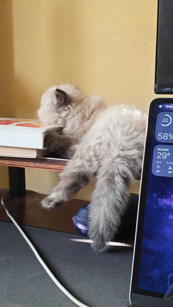 AtharvUXUI's tweet image. Guys I just received a guest in my home today. 
Tell me how should I pamper her.