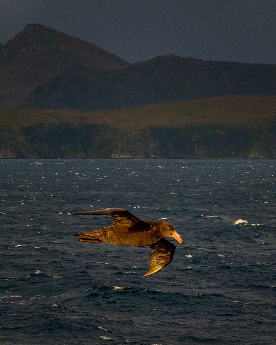 AustralisEXP's tweet image. 🕊️✨ Today we celebrate World Migratory Bird Day, tireless travelers who cross continents following the rhythms of nature.
In Tierra del Fuego, these winged visitors remind us that the world is interconnected by invisible routes of flight and freedom. 🌍

📷: Paolo Petriniani