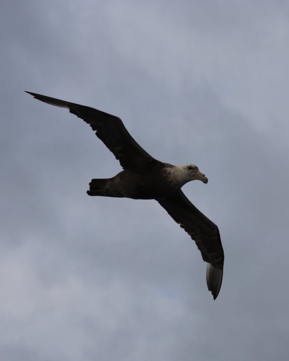 AustralisEXP's tweet image. 🕊️✨ Today we celebrate World Migratory Bird Day, tireless travelers who cross continents following the rhythms of nature.
In Tierra del Fuego, these winged visitors remind us that the world is interconnected by invisible routes of flight and freedom. 🌍

📷: Paolo Petriniani