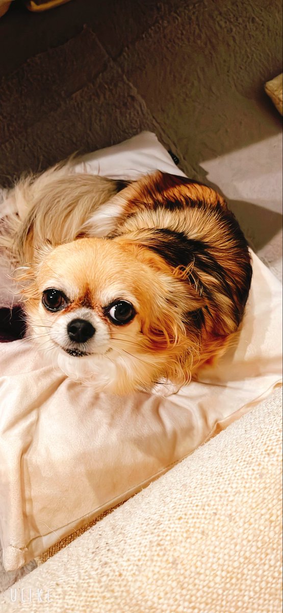 rosheandreiya's tweet photo. 可愛いちゃんですね
ブリーダーに捨てられて島流しされて
ここまで来たんですよ

#チワワ https://t.co/BkZa2OjG3L