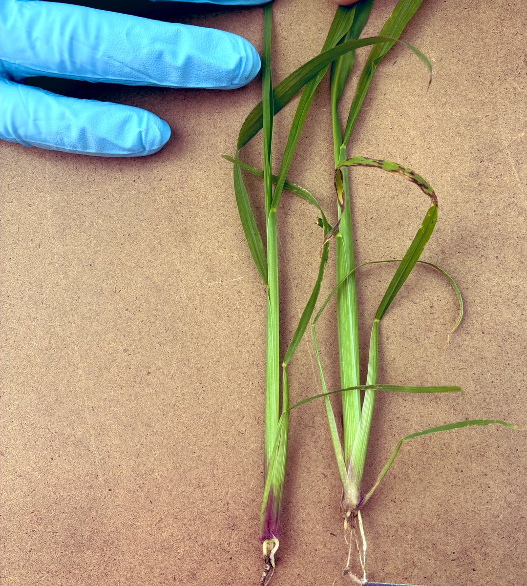 We have started #farm_surveys as part of our #Next #Generation #Weed #Management project focussed on Anaerobic Soil Disinfestation for sustainable weed and pest control. Spent the day in the lovely #Yarra_Valley, checking out key problem weeds of #Strawberry crops. Exciting times