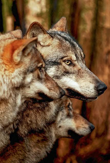 lucifer1970's tweet image. I have been running with the wolves — fear doesn't shake me, and threats don't move me. I’ve walked through chaos, stood tall in storms, and learned to thrive where most would fall. Don’t mistake the silence. I’m just sharpening my teeth. 
#Fearless #Survivor #RunWithTheWolves