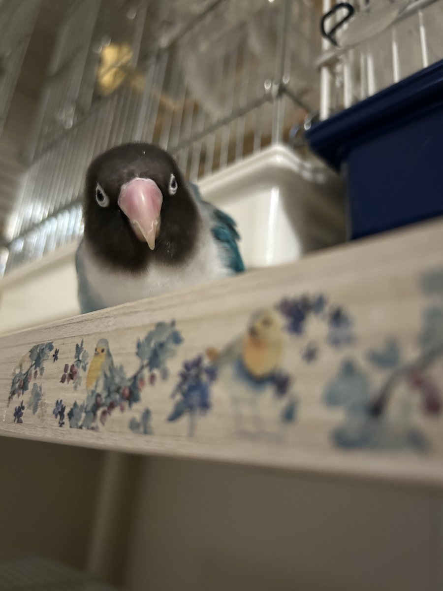 飼い主ぃ…
放鳥タイム延長は嬉しいのでチがぁ…

晩ごはんはまだでチかねー💢

飼い主…ｺﾞﾒﾝ💦ﾃﾚﾋﾞﾆﾑﾁｭｳﾆﾅｯﾃｲﾏｼﾀｧ…(^◇^;)

#ボタンインコ
#ブルーボタンインコ
#インコ