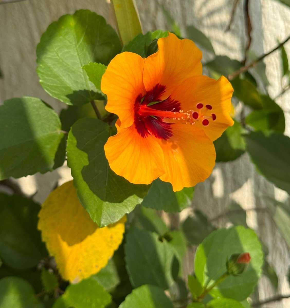 New Colour hibiscus 🌺