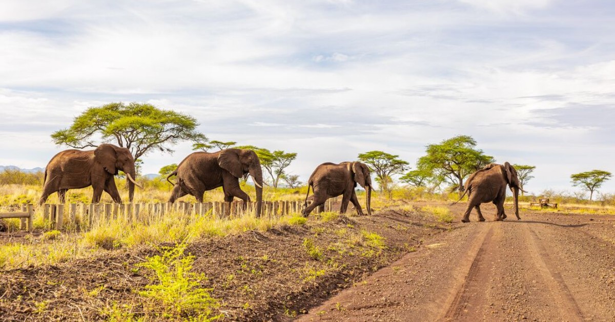 Wildlife Corridors are special pathways of nature that connect separate patches of grasslands, mountains, and other wild spaces. They are a safe passage for animals to move from one area to another. These corridors help wildlife safely reach their critical breeding grounds,