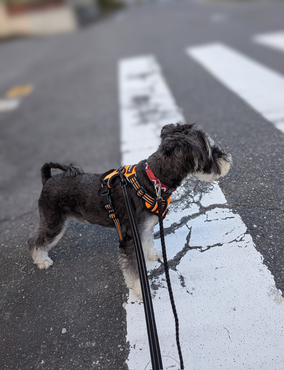 おはよーございマーシタ🐶
おうだんほどう　わたりたかったボクちゃん🐶