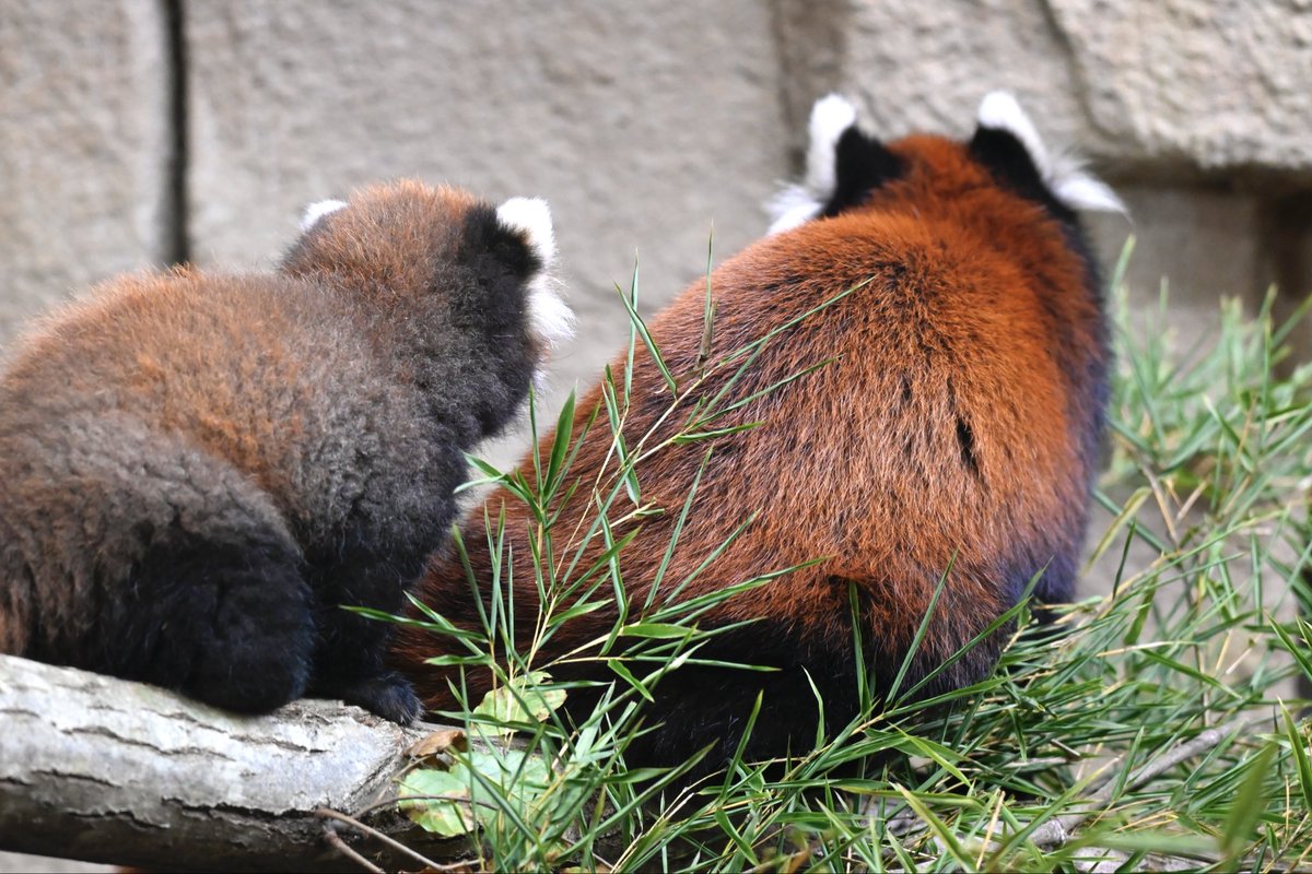 redpanda_p's tweet image. あくびも一生懸命歩いてる姿もちんまりしたサイズ感も何もかもかわいいで出来ている、、

#那須どうぶつ王国
#nasuanimalkingdom
#アジアの森
#レッサーパンダ
#レッサーパンダの赤ちゃん
2025.10.9