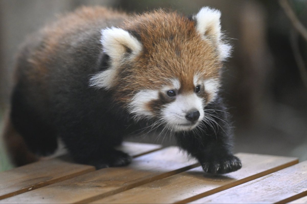 redpanda_p's tweet image. あくびも一生懸命歩いてる姿もちんまりしたサイズ感も何もかもかわいいで出来ている、、

#那須どうぶつ王国
#nasuanimalkingdom
#アジアの森
#レッサーパンダ
#レッサーパンダの赤ちゃん
2025.10.9