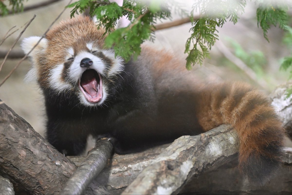 redpanda_p's tweet image. あくびも一生懸命歩いてる姿もちんまりしたサイズ感も何もかもかわいいで出来ている、、

#那須どうぶつ王国
#nasuanimalkingdom
#アジアの森
#レッサーパンダ
#レッサーパンダの赤ちゃん
2025.10.9