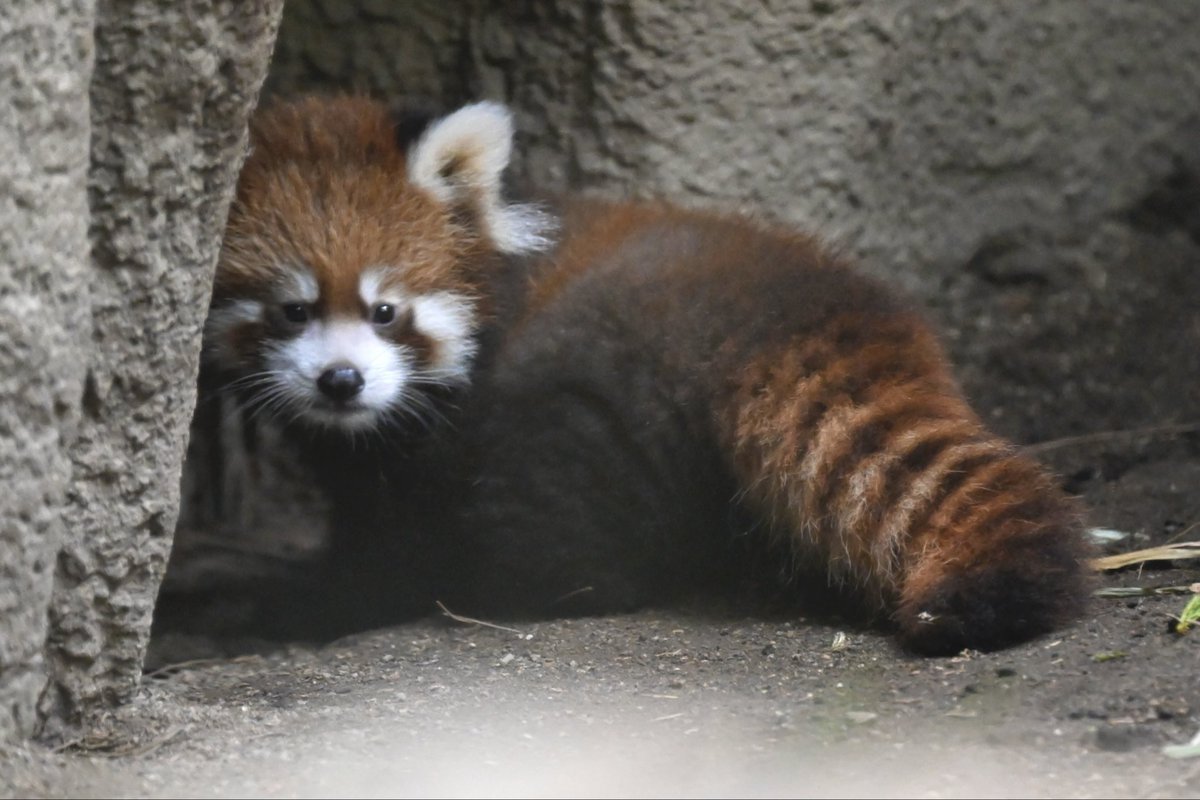 redpanda_p's tweet image. あくびも一生懸命歩いてる姿もちんまりしたサイズ感も何もかもかわいいで出来ている、、

#那須どうぶつ王国
#nasuanimalkingdom
#アジアの森
#レッサーパンダ
#レッサーパンダの赤ちゃん
2025.10.9