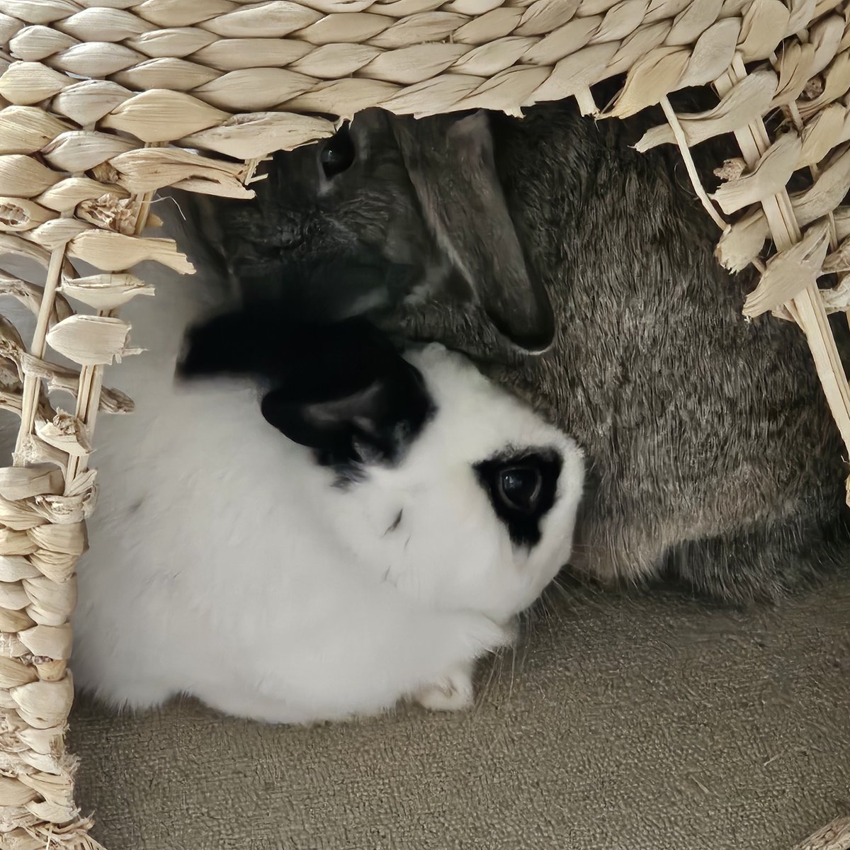 활동 안해도 계정 없애버린다길래🥲🥲
저는 토띠들과 잘 지내고 있습니다..
새우가 보고싶어요