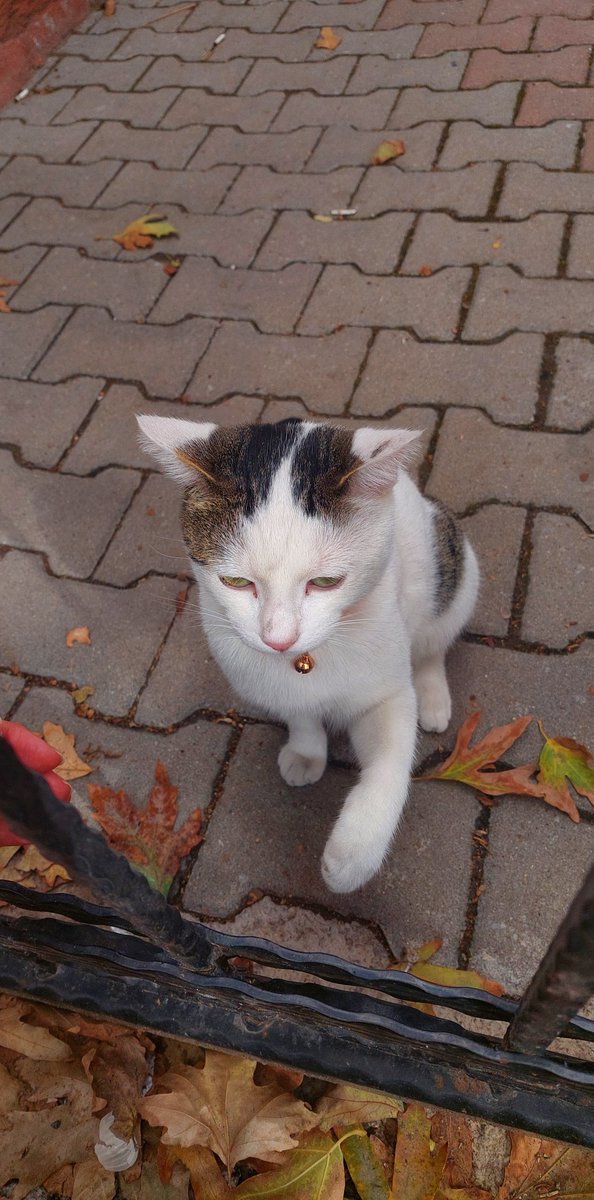 Ankara gültepe mahallesi Altındağ caddesinde gördüm. Boynunda zili var. Muhtemelen evden kaçmış. Sağ arka ayağı kesili.
#AnkaraKayıpKedi
#KayıpKedi