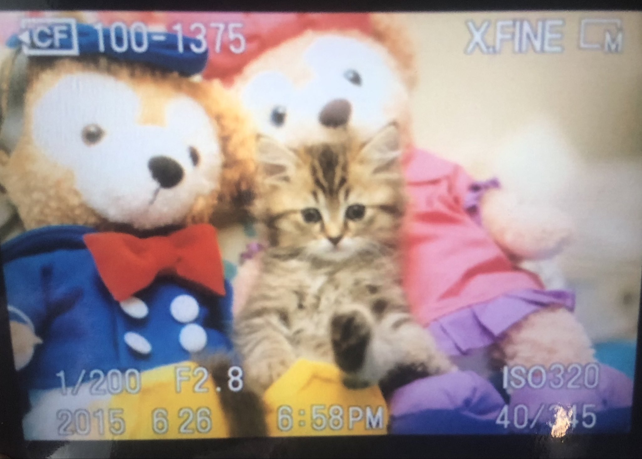 ひまわりとネコ様 ons0104-l1.jpg