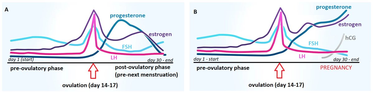Antibodies MDPI (@antibodies_mdpi) on Twitter photo Welcome to read and share this #HighlyViewedPaper of Antibodies <a href="/MediPharma_MDPI/">MDPI Medicine & Pharmacology</a>
"From Cereal Grains to #Immunochemistry—What Role Have #Antibodies Played in the History of the Home Pregnancy Test"
mdpi.com/2073-4468/12/3… Welcome to read and share this #HighlyViewedPaper of Antibodies <a href="/MediPharma_MDPI/">MDPI Medicine & Pharmacology</a>
"From Cereal Grains to #Immunochemistry—What Role Have #Antibodies Played in the History of the Home Pregnancy Test"
mdpi.com/2073-4468/12/3…