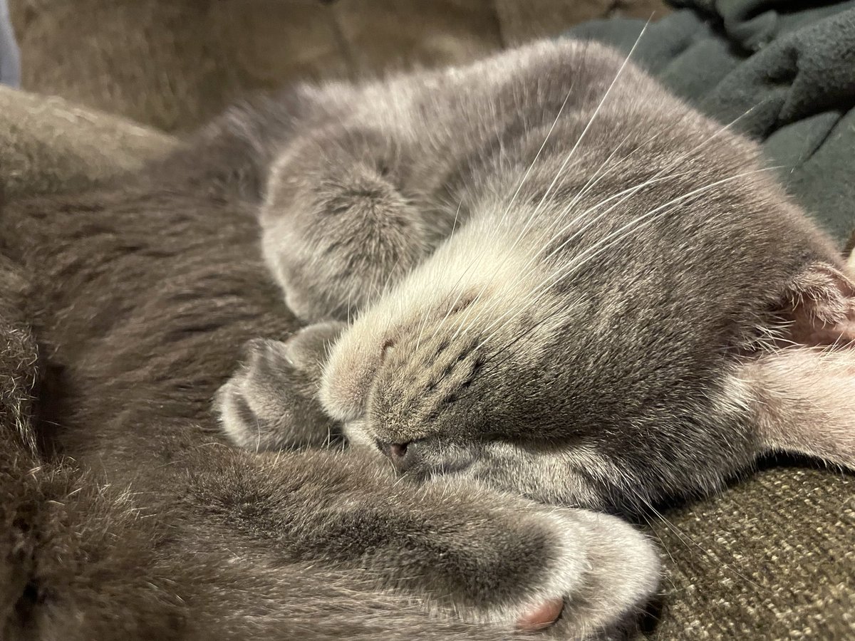 b0ltCS2's tweet image. Crazy the older I get the more attached I am to my animals . My two cats were adopted together and they are brothers who have been together since the day they were birthed. I have never felt so attached to pets ever in my life. I truly love them as if they were a human.