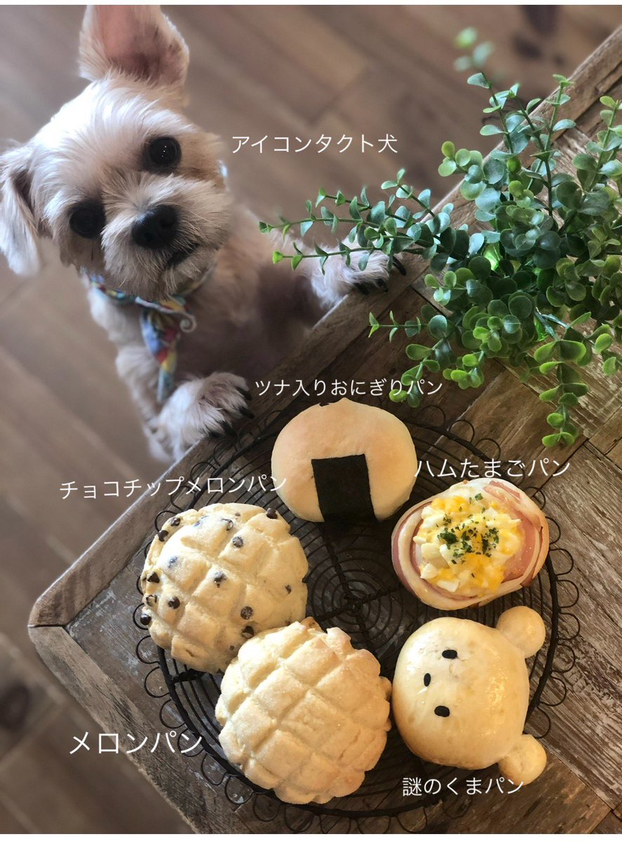 oricon's tweet photo. 愛犬→かわいい、パン→すごい🐕️

愛犬と一緒に撮影した
パンのクオリティに反響✨️
「ぜんぶかわいいな…総じて天才です」
https://t.co/VmKX0FtkAg

🐶ワンちゃん情報
コマ美さん（@good4_smith）の愛犬
ヨーシーズーのコロ太くん（オス・10歳） https://t.co/yDuRG3WzJW