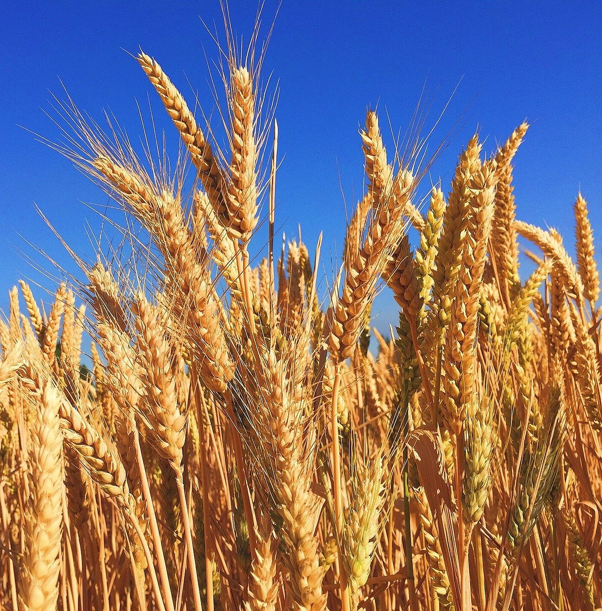 CzemborH's tweet photo. 🧬🔬👨🎓💻🌾🧑🌾📈💚🍞
➡️Wheat varieties bred for top yields in good conditions also excel in tough environments
by Univ. Barcelona
➡️RT: https://t.co/BItgkyBkBv
➡️ #wheat #plantbreeding #plantphysiology
#resistance #tolerance #ClimateChange
➡️ #yieldgap #yieldstability #stresses https://t.co/y0Ml8E7wMV