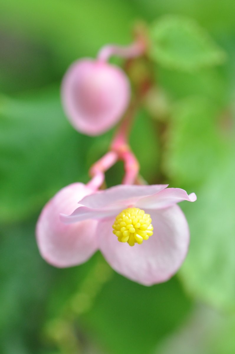 takamikura304m's tweet image. 前回「木立ち性ベゴニア」と紹介しましたこの植物、
お花の付き方等からすると「シュウカイドウ」のようです。🙇‍♀️

夏の間、かなり弱っていましたが
ようやくお花も増えて、雌花も出てきました。

2枚目の柄が長いのが雌花です。
3枚目は雄花で、丸く黄色いのは雄しべです。

#シュウカイドウ　#秋海棠
