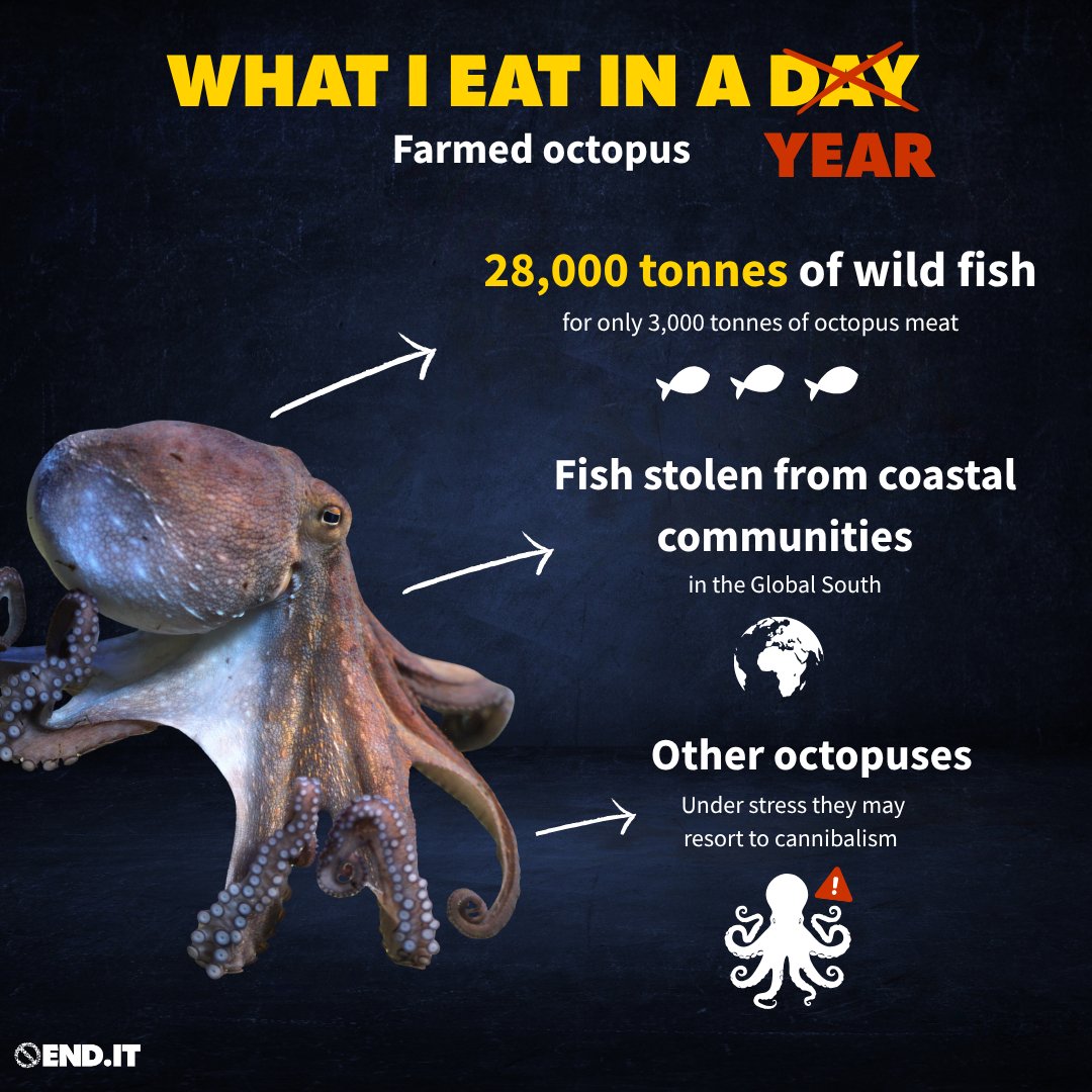 ciwf's tweet photo. What I eat in a day, farmed octopus edition:
🌏 BILLIONS of wild-caught fish each year.
⚠️OTHER OCTOPUSES! The stress of captivity could lead these animals to cannibalism.
Learn more: https://t.co/InZs0Y6WDp
#ActionForOctopuses https://t.co/33rBcNgXUB