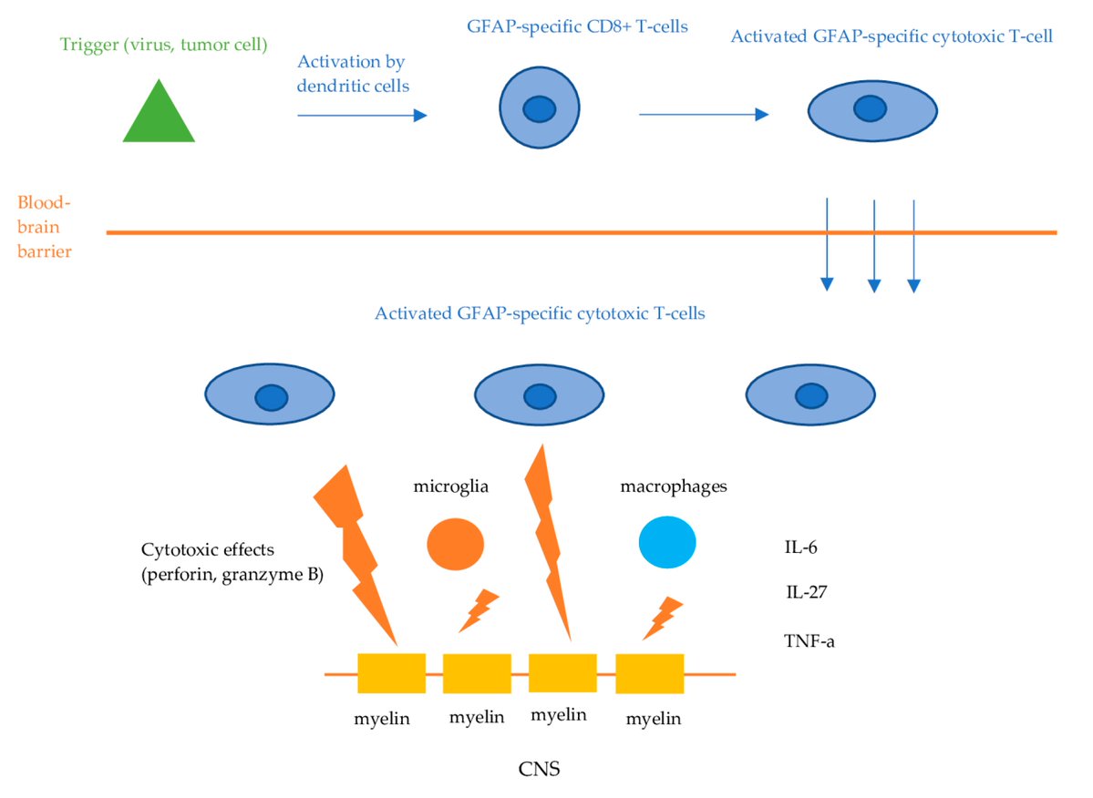 Antibodies MDPI (@antibodies_mdpi) on Twitter photo Glad to share this paper <a href="/MediPharma_MDPI/">MDPI Medicine & Pharmacology</a>
"Unveiling GFAP #Astrocytopathy: Insights from Case Studies and a Comprehensive #Review of the #Literature"
mdpi.com/2073-4468/13/4… Glad to share this paper <a href="/MediPharma_MDPI/">MDPI Medicine & Pharmacology</a>
"Unveiling GFAP #Astrocytopathy: Insights from Case Studies and a Comprehensive #Review of the #Literature"
mdpi.com/2073-4468/13/4…
