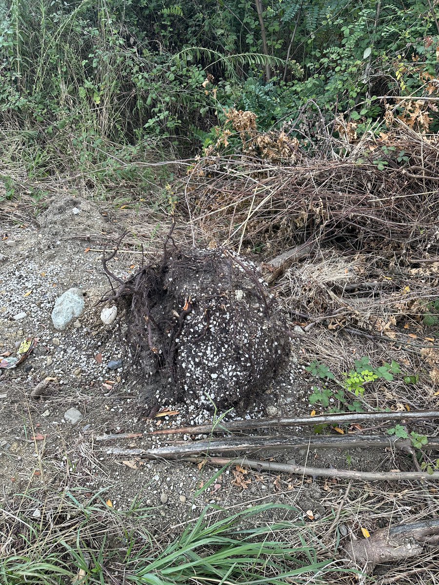 alpertuydes's tweet photo. Ordu’da son durum…
Şantiye dokunmayın, doğal hayat var dediğimiz alana kurulmuş. Ve ilginçtir 20 yıl önce Ordu Kent Konseyi tarafından dikilen ağaçlar iş makineleriyle sökülmüş? Burada ağaç yoktu demek için mi? Ne oluyor burada Allah aşkına https://t.co/eUHR2xNbSZ