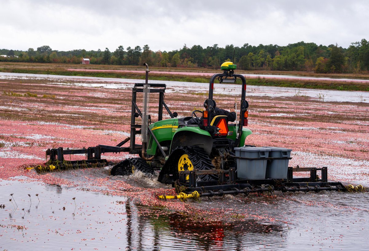 nj_pinelands's tweet photo. RED OCTOBER: Here are new photos of #cranberries being harvested in the #NewJersey #Pinelands. The American cranberry (Vaccinium macrocarpon) is native to New Jersey, where they thrive in the sandy, acidic soils of the million-acre Pinelands.

📷: Paul Leakan, NJPC

#Farming https://t.co/wz7pgtN1V2