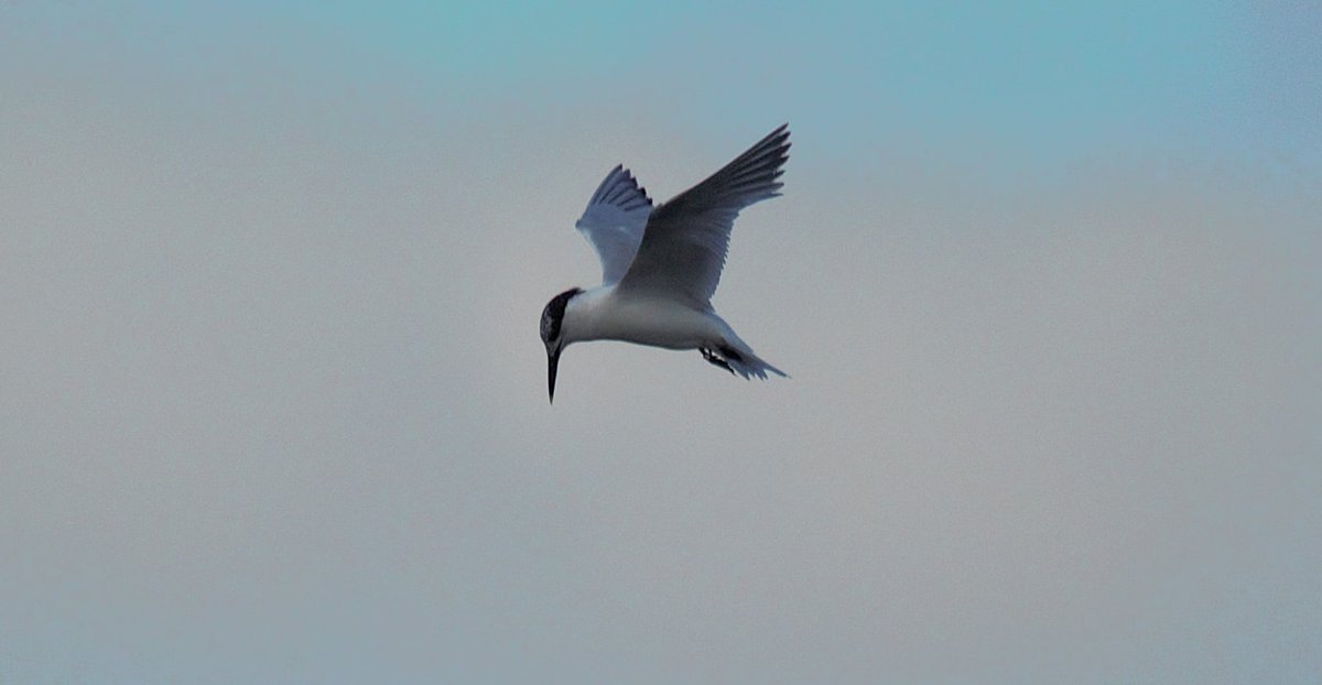 Jenn Knussen 💜 tweet media