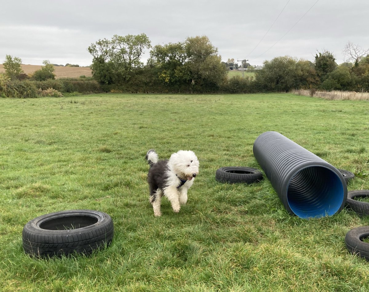 Second visit to the enclosed dog field. Recall training coming along nicely and lots of space to run around. I love it and can’t wait to be back! 🐶🐾 #dogtraining