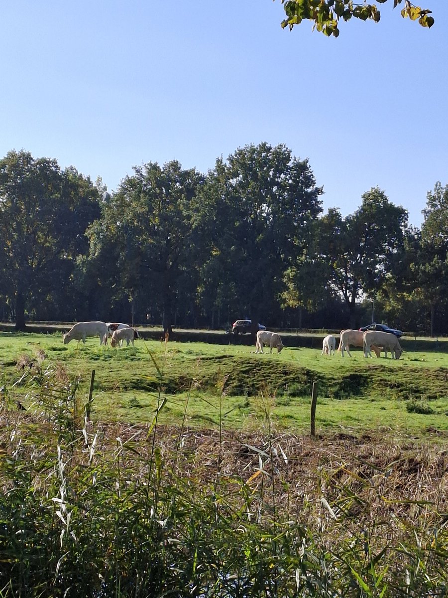 duveltje's tweet photo. Inmiddels 10 maanden verstreken. 
Het blijft telkens genieten! 
Hoe "De Bossche Veldjes" #hoeflaan er nu voor staan! 
En vooral zijn blijven voortbestaan !
#bodemarchief #natuur
#terpen #cultuurhistorie #DenBosch https://t.co/6UyivvAWUh