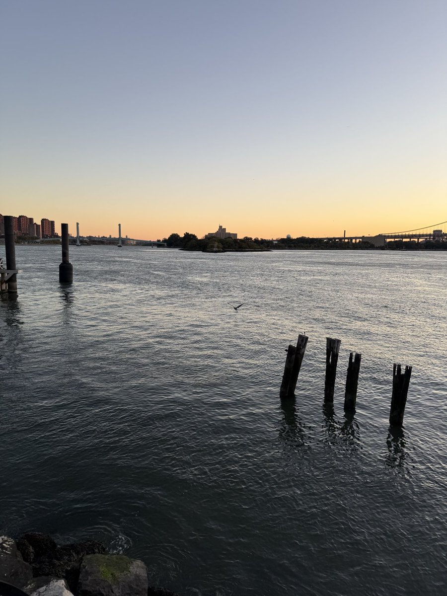 Spotted a great blue heron in the east river, off Carl Schurz Park at 90th street around 7 AM, resting for a bit before flying to Randall’s Island <a href="/BirdCentralPark/">Manhattan Bird Alert</a> #birdcpp