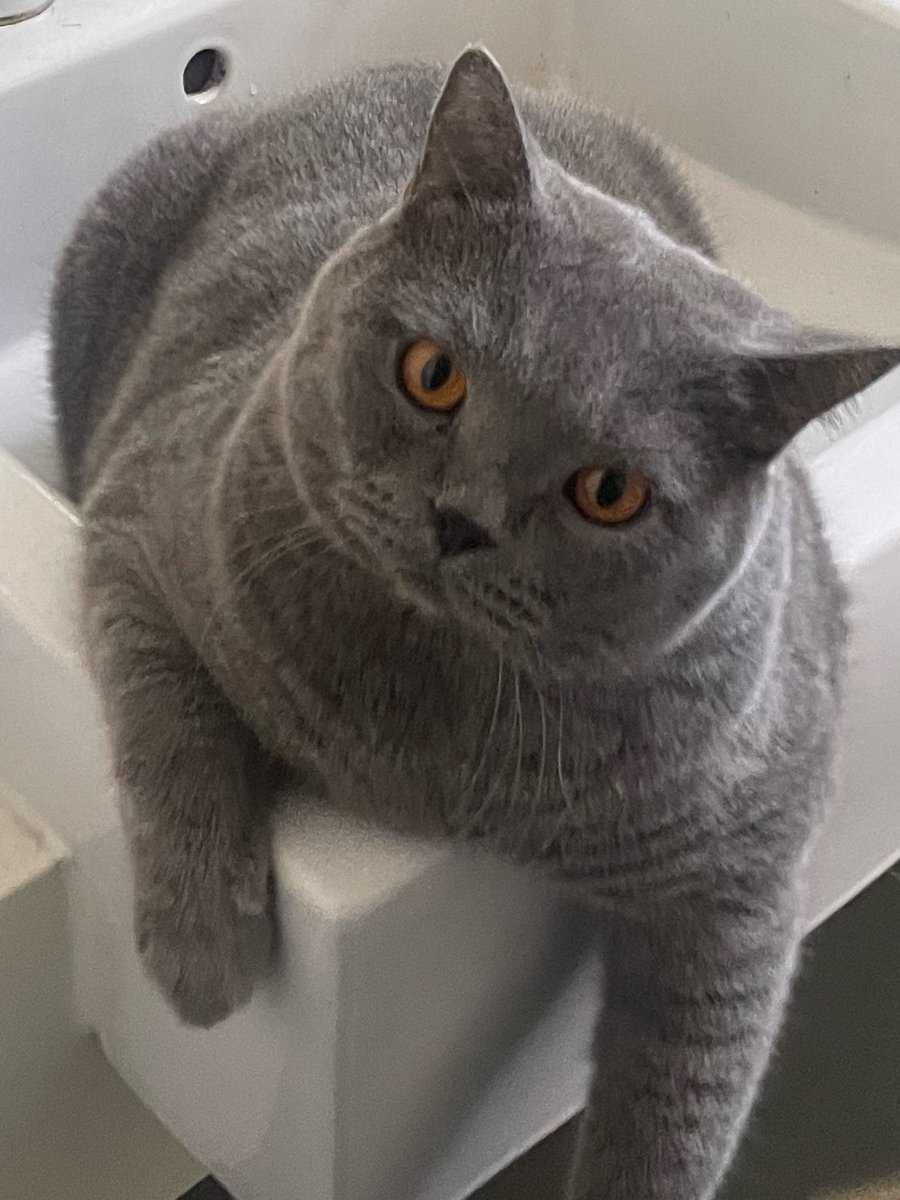 tattyhassan's tweet photo. Tahun ni lupa nak celebrate birthday henry….. dah 4 tahun dah budak ni. 

Ada taska yang masih nak terima dia tak? https://t.co/U3wwgUUdNG