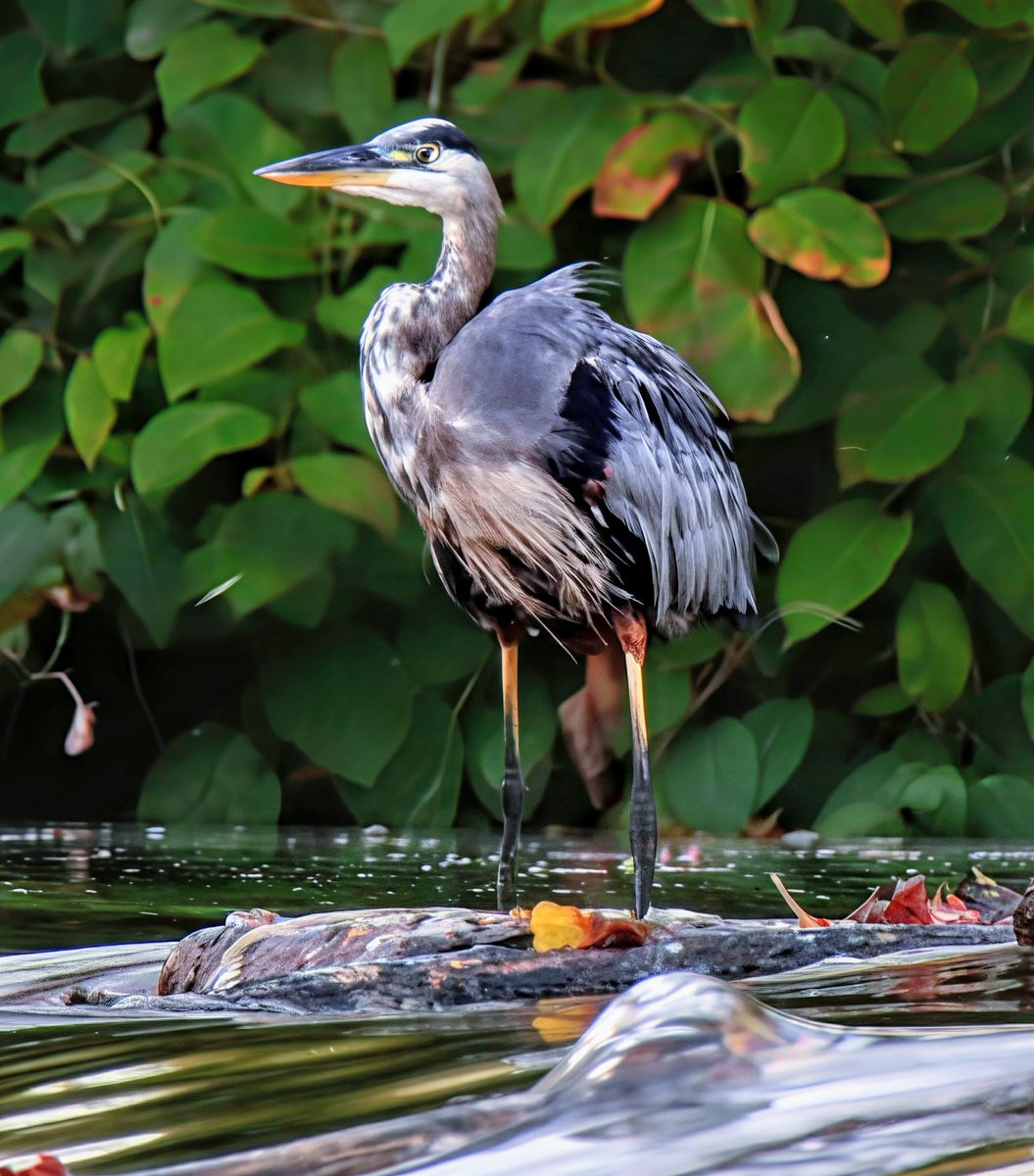 PrayerfulMantis's tweet image. The Great Blue Heron. Have a wonderful Thursday. #bird #birdphotography
