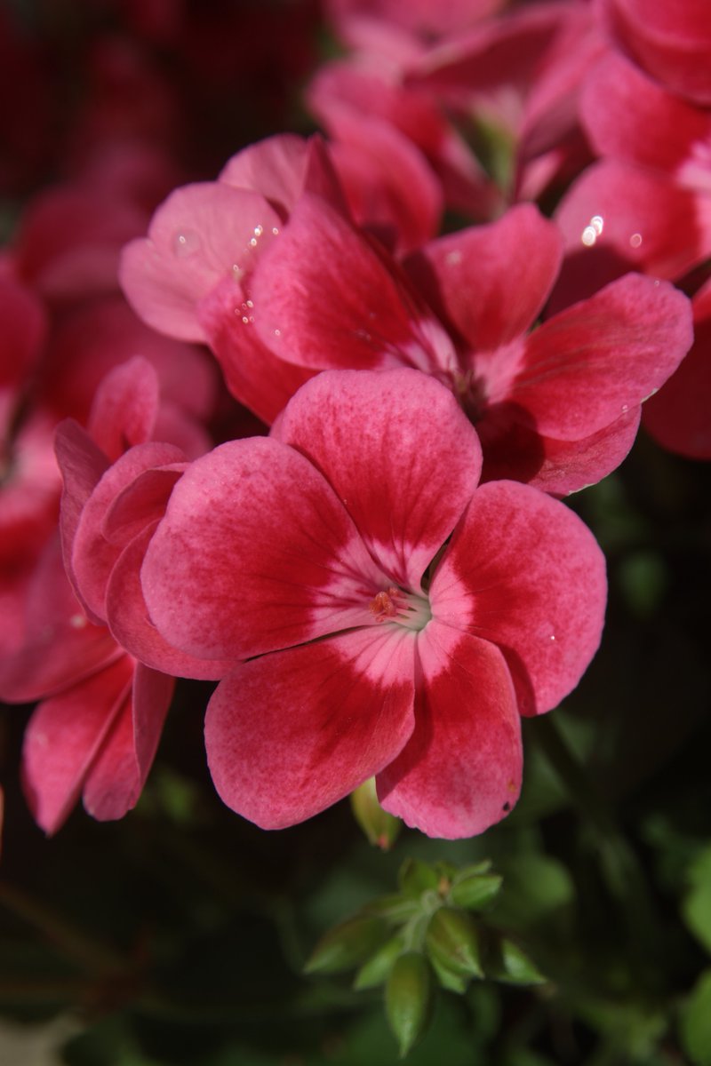 Geranium ☺️

#Photography #Flowers #Geranium