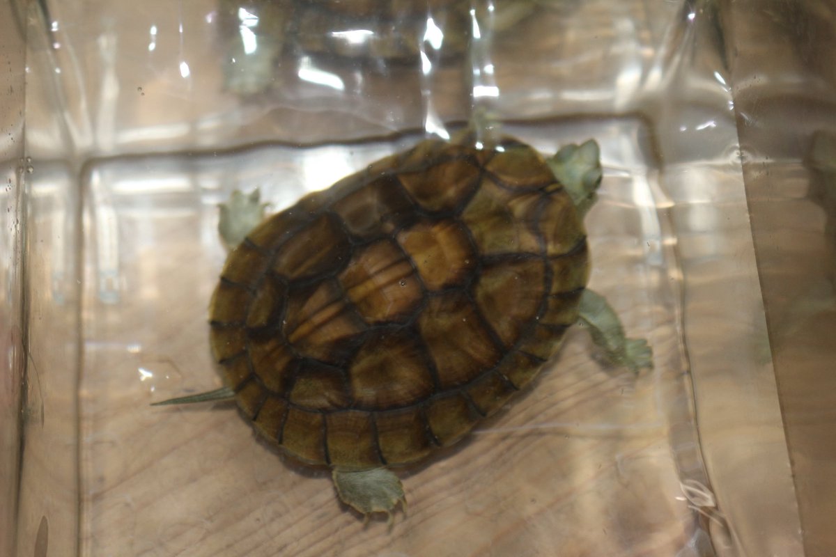 シェンシーハコガメ　トリオ