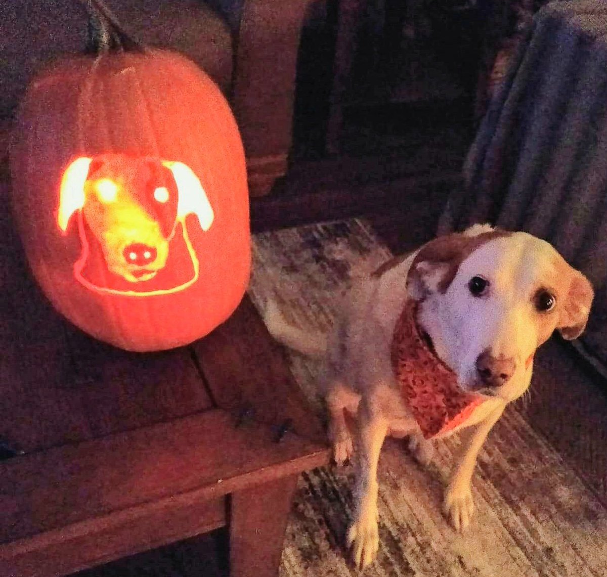A Penny #pumpkin 😁🎃
#ThrowbackThursday