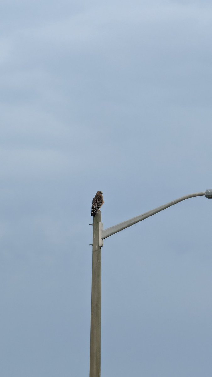 jacool's tweet image. Just out here looking for animals