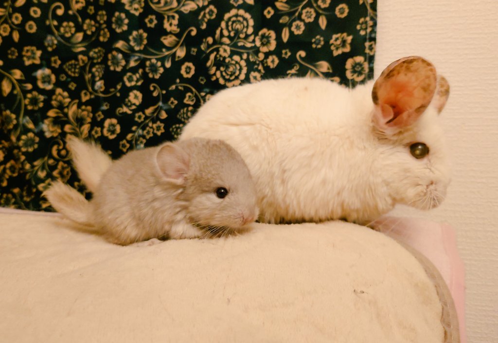 21歳の老チンぶち太様と生後13日のベビチラ。

#チンチラ