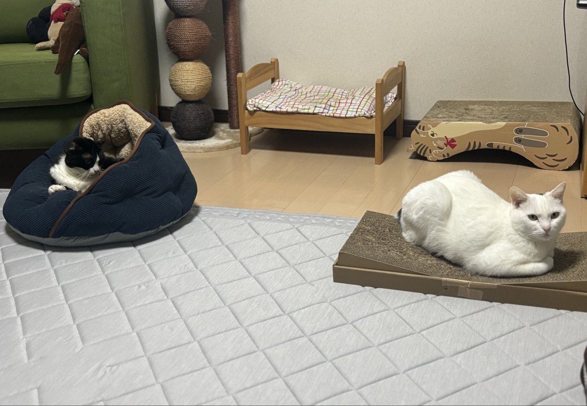 MiyukiHro's tweet photo. 明日からまた仕事頑張ろう。
お猫様のために。 https://t.co/8vvIUsFo5K